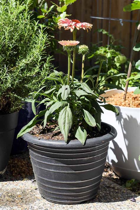 growing echinacea in pots
