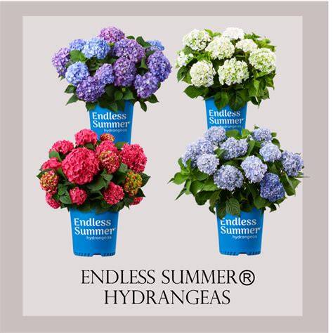 growing endless summer hydrangeas