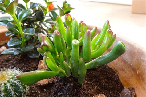 growing ets finger crassula