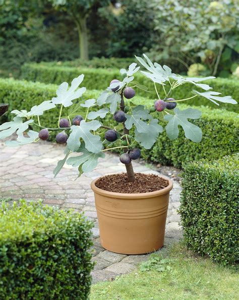 growing figs in pots