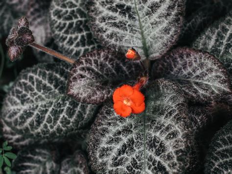 growing flame violet indoors
