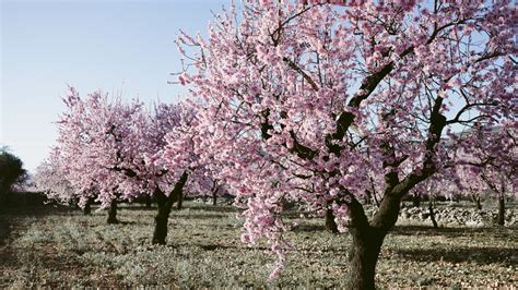growing flowering almonds