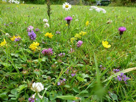 growing flowering lawns