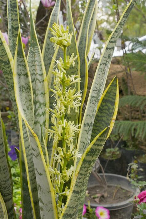 growing flowering sansevieria