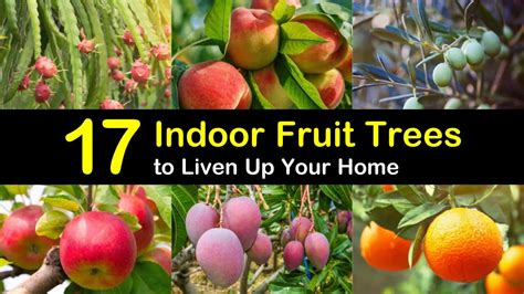 growing fruit trees inside