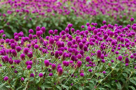 growing globe amaranth