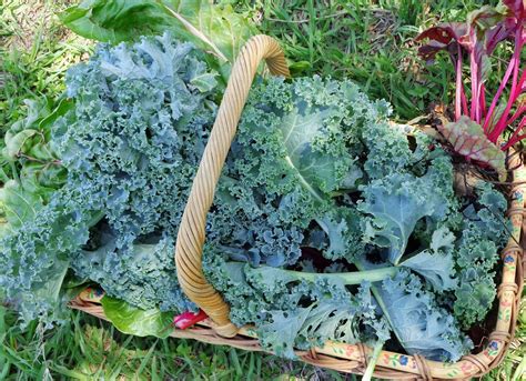 Growing Healthy Kale