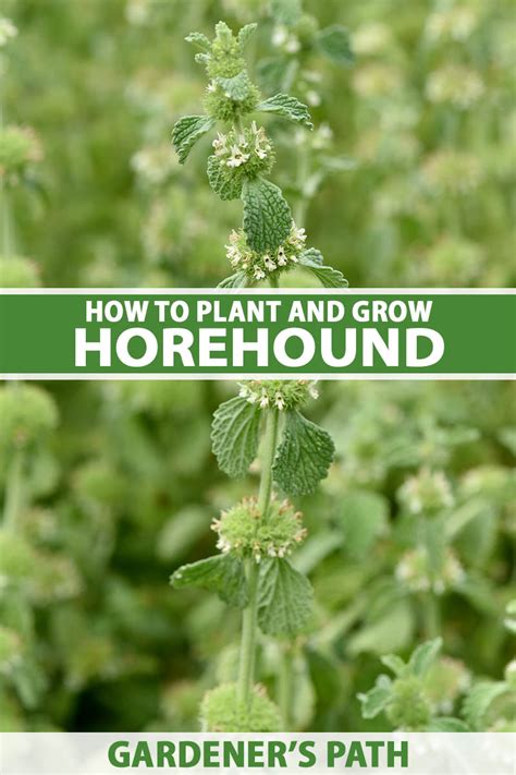growing horehound