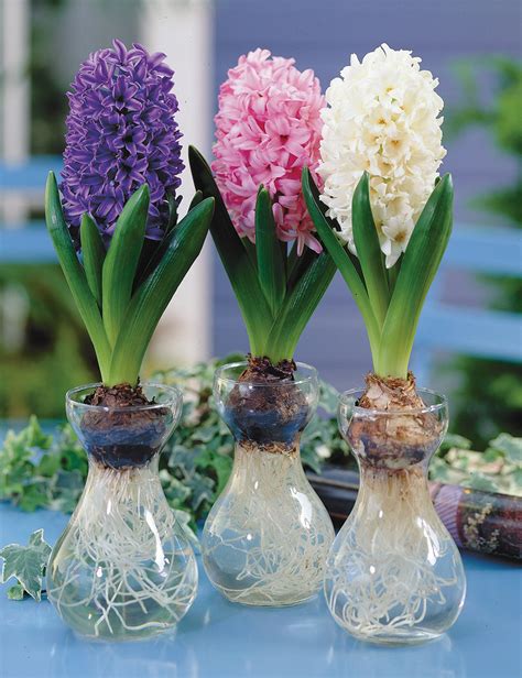 growing hyacinth bulbs