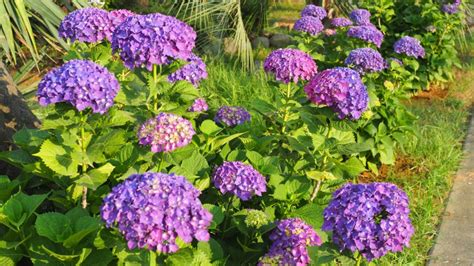 growing hydrangea macrophylla