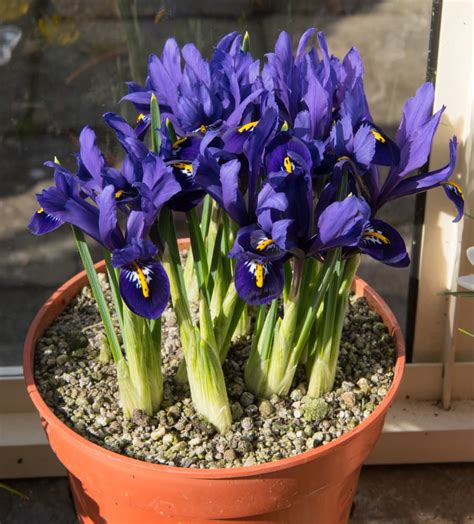 growing irises in pots