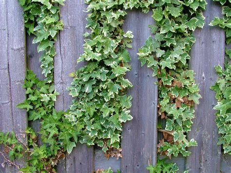 growing ivy on a fence
