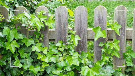 Growing Ivy on a Fence: Tips and Tricks