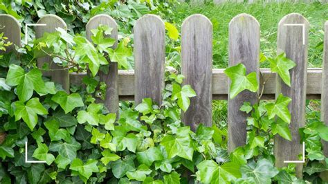 growing ivy on a fence