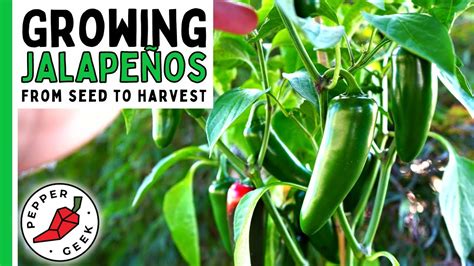 growing jalapenos