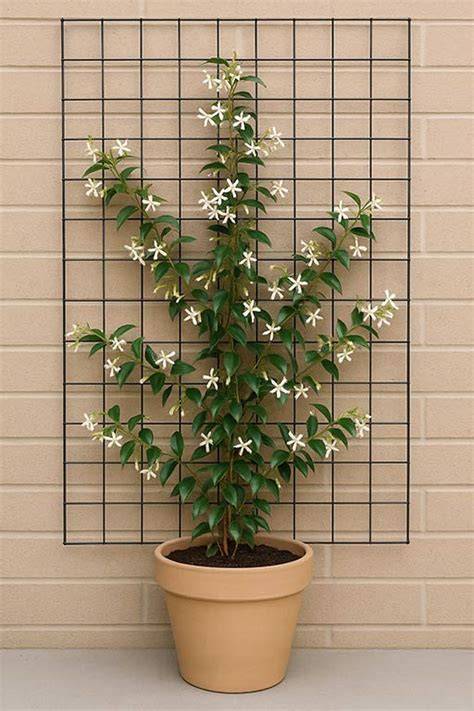 growing jasmine in pots