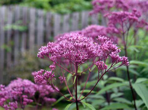 growing joe pye weed