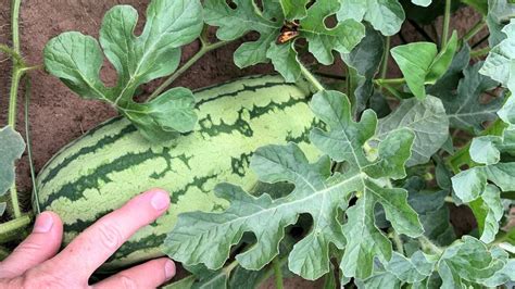growing jubilee watermelons
