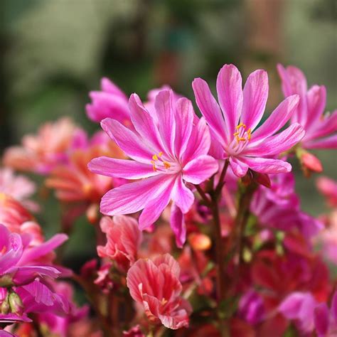 growing lewisia bitterroot