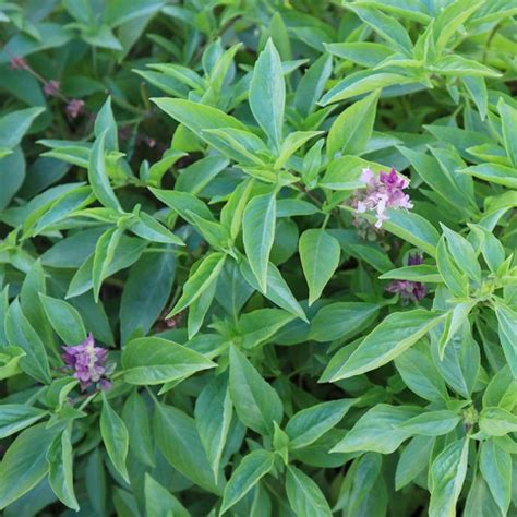 growing licorice basil plant