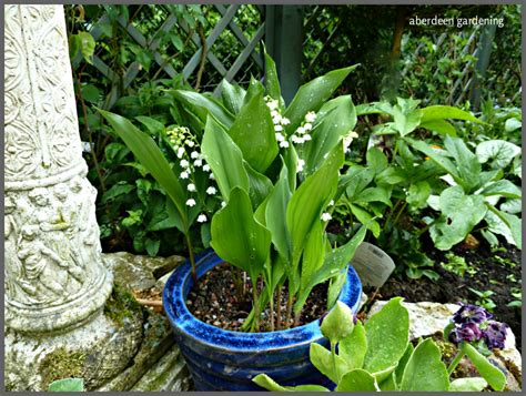 growing lily of the valley in pots