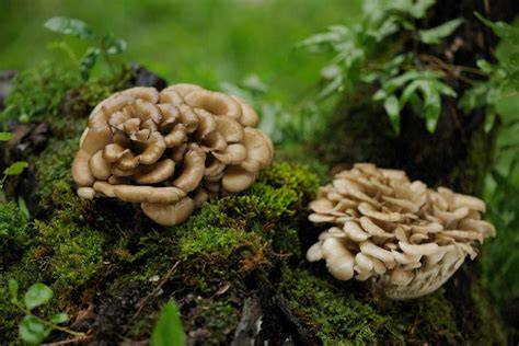 growing maitake mushrooms
