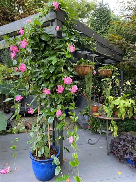 The Ultimate Guide to Growing Mandevilla