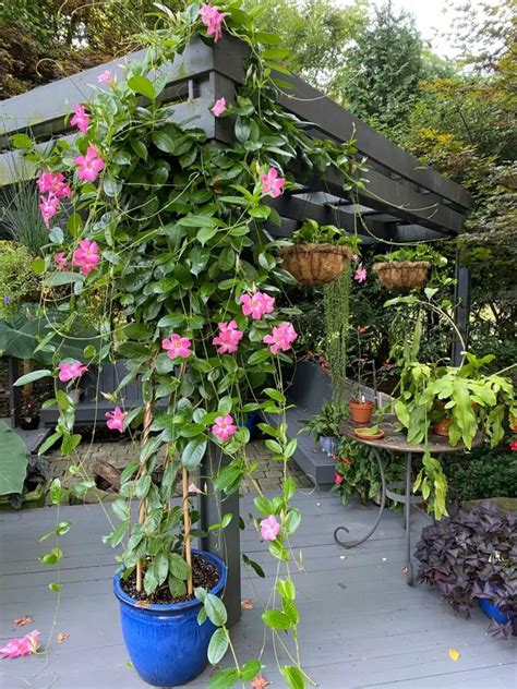 growing mandevilla