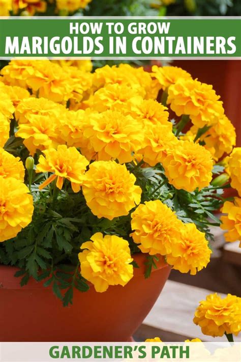 growing marigolds in containers