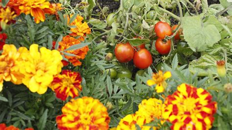 growing marigolds with tomatoes