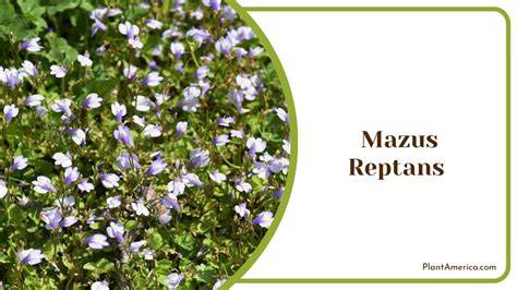 growing mazus reptans