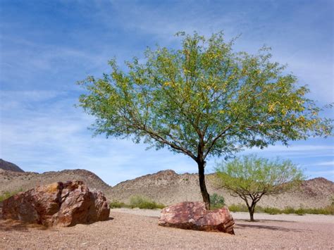 growing mesquite trees