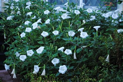 growing moonflower
