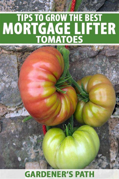growing mortgage lifter tomatoes