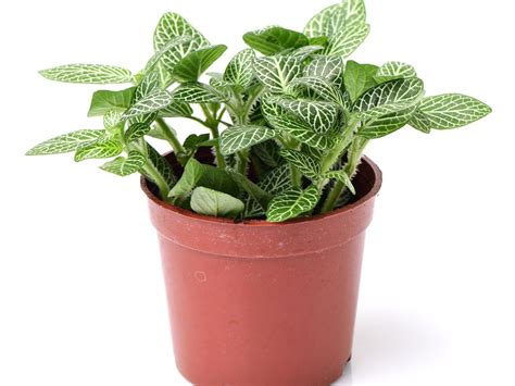 growing nerve plants