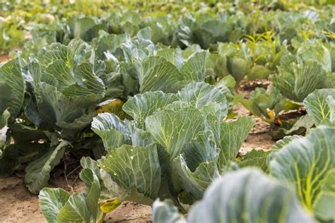 growing omero cabbages