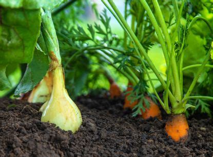 growing onions and carrots together