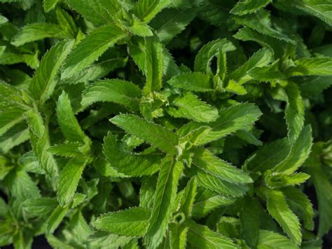 growing orange mint herbs