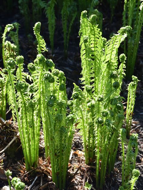 growing ostrich ferns