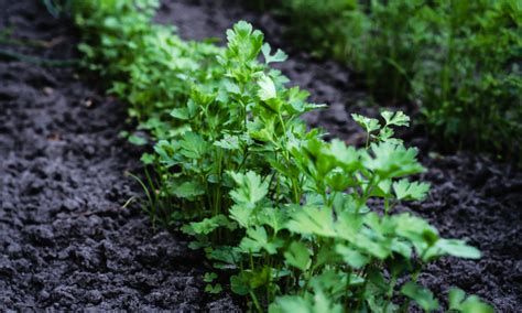 growing parsley