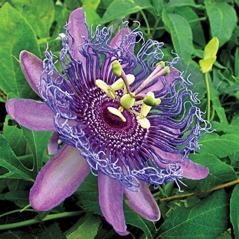 growing passion flower in pots