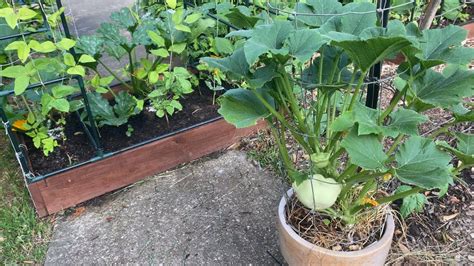 growing patty pan squash vertically