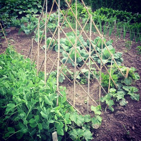 growing peas and cucumbers together