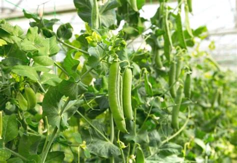 growing peas and cucumbers together