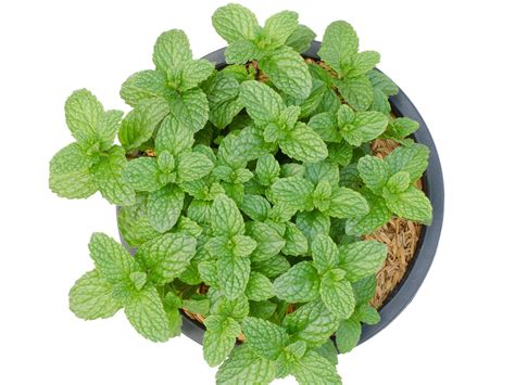 growing peppermint indoors