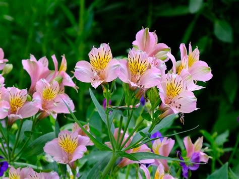 growing peruvian lilies