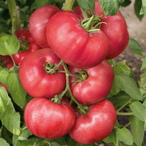 growing pink brandywine tomatoes