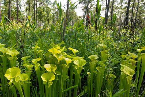 growing pitcher plants