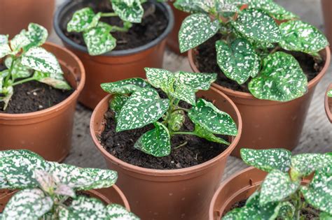 growing polka dot plants