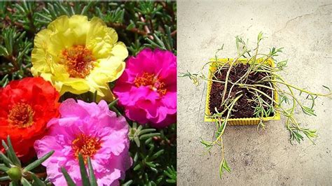 growing portulaca from seed